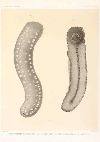 Reproducción/Reproduction 36699909040: Report on the scientific results of the voyage of H.M.S. Challenger during the years 1873-76 under the command of Captain George S. Nares .... Edinburgh :Neill,1880-1895.
