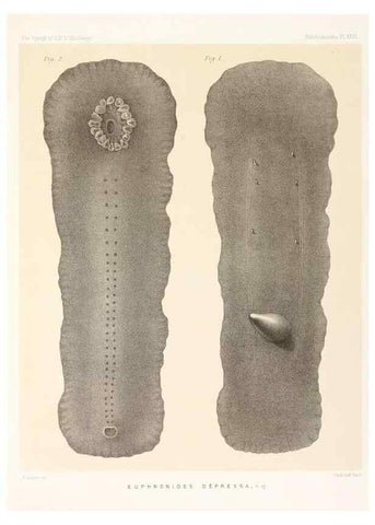 Reproducción/Reproduction 36699910800: Report on the scientific results of the voyage of H.M.S. Challenger during the years 1873-76 under the command of Captain George S. Nares .... Edinburgh :Neill,1880-1895.