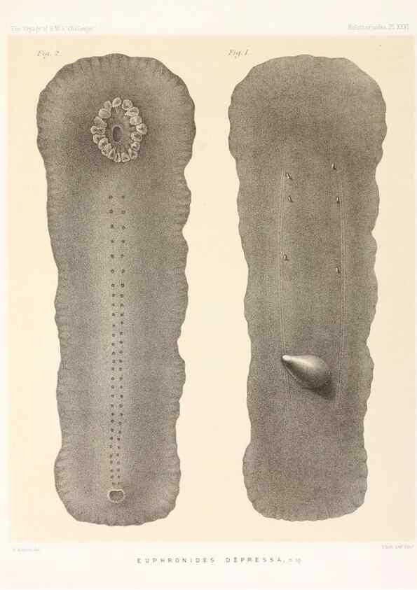 Reproducción/Reproduction 36699910800: Report on the scientific results of the voyage of H.M.S. Challenger during the years 1873-76 under the command of Captain George S. Nares .... Edinburgh :Neill,1880-1895.