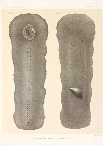 Reproducción/Reproduction 36699910800: Report on the scientific results of the voyage of H.M.S. Challenger during the years 1873-76 under the command of Captain George S. Nares .... Edinburgh :Neill,1880-1895.