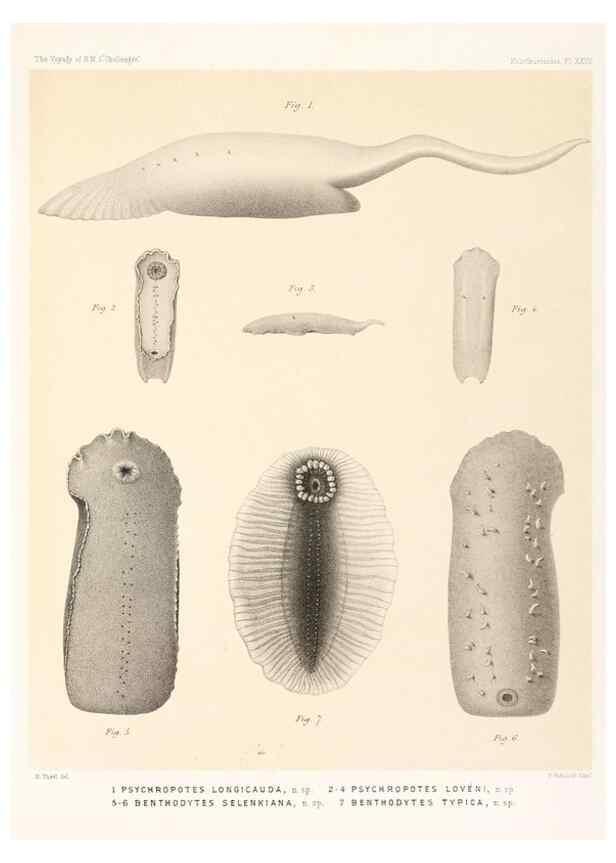 Reproducción/Reproduction 36699913510: Report on the scientific results of the voyage of H.M.S. Challenger during the years 1873-76 under the command of Captain George S. Nares .... Edinburgh :Neill,1880-1895.