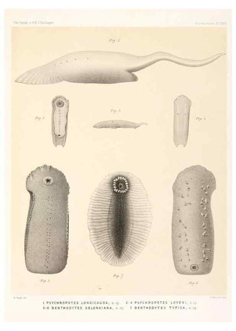 Reproducción/Reproduction 36699913510: Report on the scientific results of the voyage of H.M.S. Challenger during the years 1873-76 under the command of Captain George S. Nares .... Edinburgh :Neill,1880-1895.