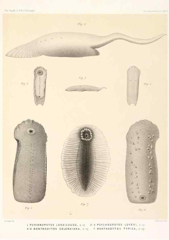 Reproducción/Reproduction 36699913510: Report on the scientific results of the voyage of H.M.S. Challenger during the years 1873-76 under the command of Captain George S. Nares .... Edinburgh :Neill,1880-1895.
