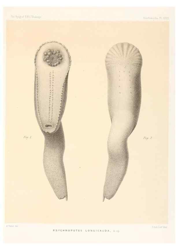 Reproducción/Reproduction 36699915480: Report on the scientific results of the voyage of H.M.S. Challenger during the years 1873-76 under the command of Captain George S. Nares .... Edinburgh :Neill,1880-1895.