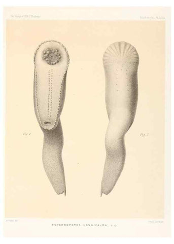 Reproducción/Reproduction 36699915480: Report on the scientific results of the voyage of H.M.S. Challenger during the years 1873-76 under the command of Captain George S. Nares .... Edinburgh :Neill,1880-1895.