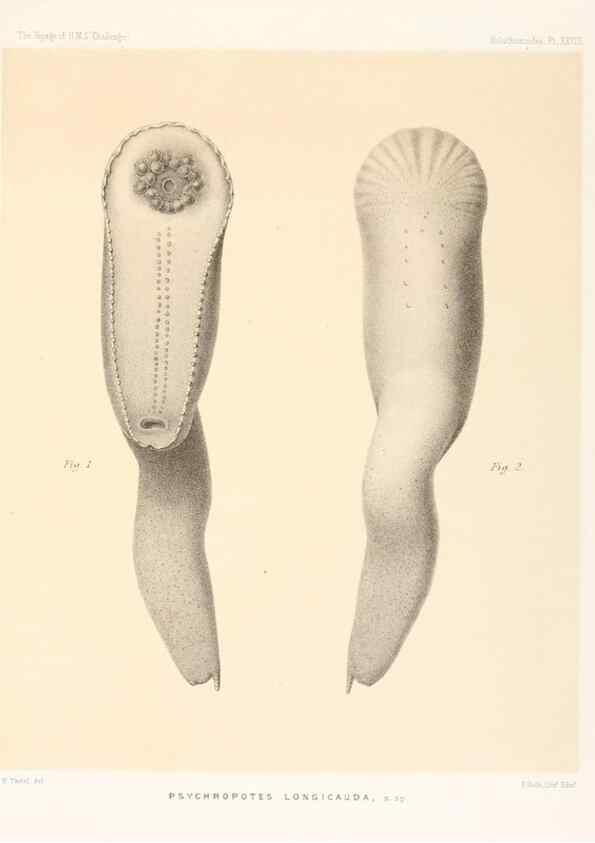 Reproducción/Reproduction 36699915480: Report on the scientific results of the voyage of H.M.S. Challenger during the years 1873-76 under the command of Captain George S. Nares .... Edinburgh :Neill,1880-1895.