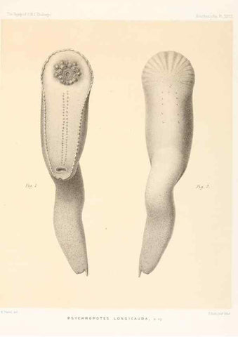 Reproducción/Reproduction 36699915480: Report on the scientific results of the voyage of H.M.S. Challenger during the years 1873-76 under the command of Captain George S. Nares .... Edinburgh :Neill,1880-1895.