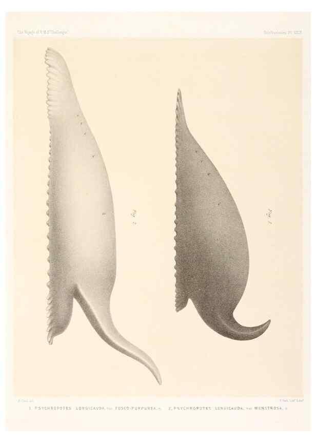 Reproducción/Reproduction 36954681081: Report on the scientific results of the voyage of H.M.S. Challenger during the years 1873-76 under the command of Captain George S. Nares .... Edinburgh :Neill,1880-1895.