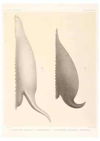 Reproducción/Reproduction 36954681081: Report on the scientific results of the voyage of H.M.S. Challenger during the years 1873-76 under the command of Captain George S. Nares .... Edinburgh :Neill,1880-1895.