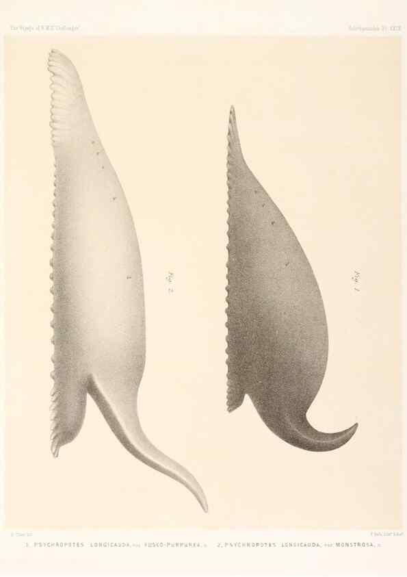 Reproducción/Reproduction 36954681081: Report on the scientific results of the voyage of H.M.S. Challenger during the years 1873-76 under the command of Captain George S. Nares .... Edinburgh :Neill,1880-1895.