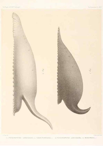Reproducción/Reproduction 36954681081: Report on the scientific results of the voyage of H.M.S. Challenger during the years 1873-76 under the command of Captain George S. Nares .... Edinburgh :Neill,1880-1895.