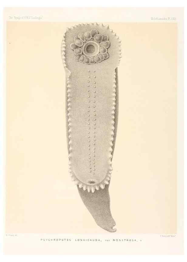 Reproducción/Reproduction 36954681661: Report on the scientific results of the voyage of H.M.S. Challenger during the years 1873-76 under the command of Captain George S. Nares .... Edinburgh :Neill,1880-1895.