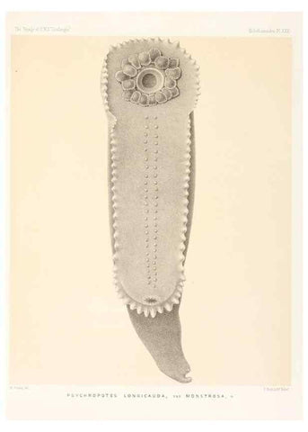 Reproducción/Reproduction 36954681661: Report on the scientific results of the voyage of H.M.S. Challenger during the years 1873-76 under the command of Captain George S. Nares .... Edinburgh :Neill,1880-1895.