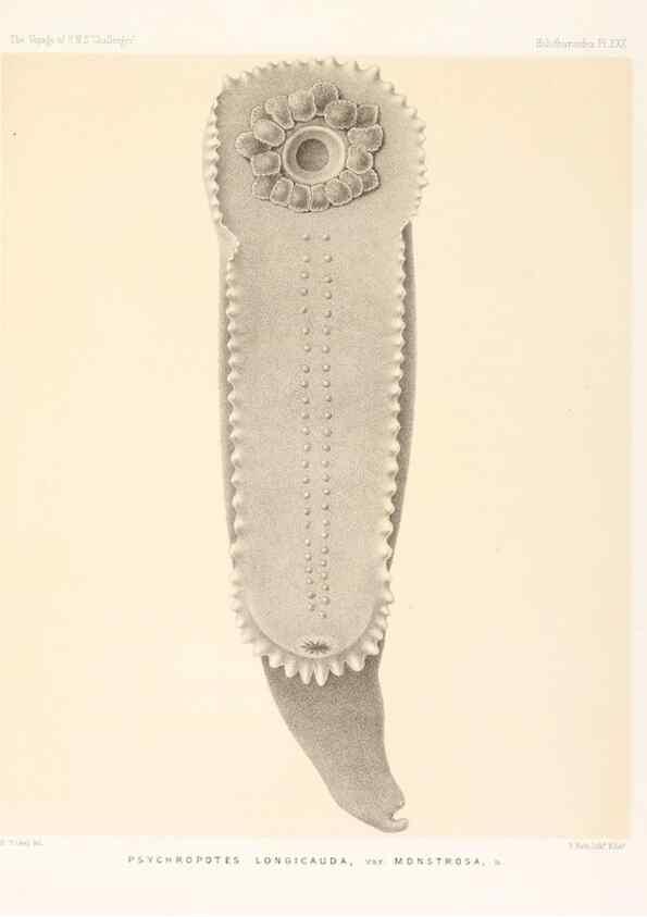 Reproducción/Reproduction 36954681661: Report on the scientific results of the voyage of H.M.S. Challenger during the years 1873-76 under the command of Captain George S. Nares .... Edinburgh :Neill,1880-1895.