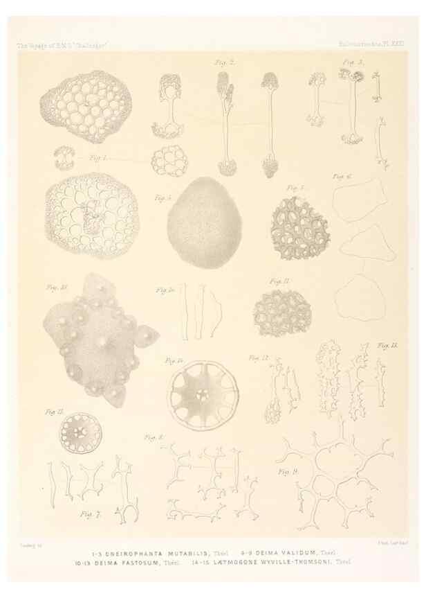 Reproducción/Reproduction 36954682281: Report on the scientific results of the voyage of H.M.S. Challenger during the years 1873-76 under the command of Captain George S. Nares .... Edinburgh :Neill,1880-1895.