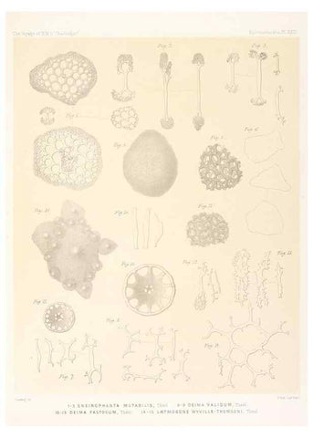 Reproducción/Reproduction 36954682281: Report on the scientific results of the voyage of H.M.S. Challenger during the years 1873-76 under the command of Captain George S. Nares .... Edinburgh :Neill,1880-1895.