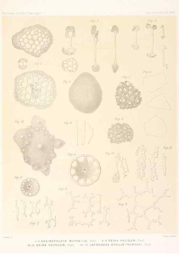 Reproducción/Reproduction 36954682281: Report on the scientific results of the voyage of H.M.S. Challenger during the years 1873-76 under the command of Captain George S. Nares .... Edinburgh :Neill,1880-1895.