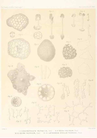 Reproducción/Reproduction 36954682281: Report on the scientific results of the voyage of H.M.S. Challenger during the years 1873-76 under the command of Captain George S. Nares .... Edinburgh :Neill,1880-1895.