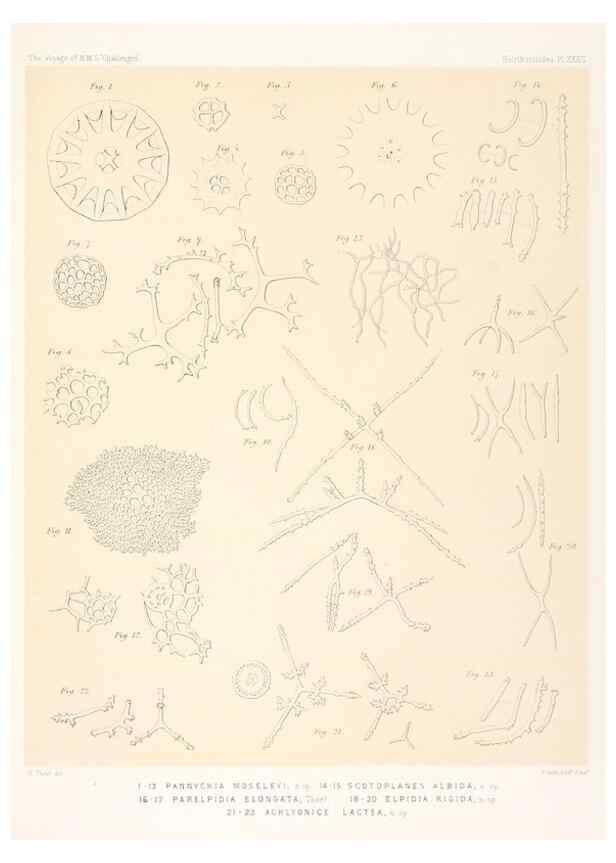 Reproducción/Reproduction 36954682841: Report on the scientific results of the voyage of H.M.S. Challenger during the years 1873-76 under the command of Captain George S. Nares .... Edinburgh :Neill,1880-1895.