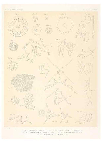 Reproducción/Reproduction 36954682841: Report on the scientific results of the voyage of H.M.S. Challenger during the years 1873-76 under the command of Captain George S. Nares .... Edinburgh :Neill,1880-1895.