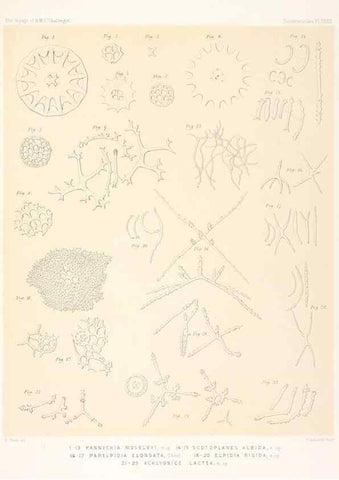Reproducción/Reproduction 36954682841: Report on the scientific results of the voyage of H.M.S. Challenger during the years 1873-76 under the command of Captain George S. Nares .... Edinburgh :Neill,1880-1895.