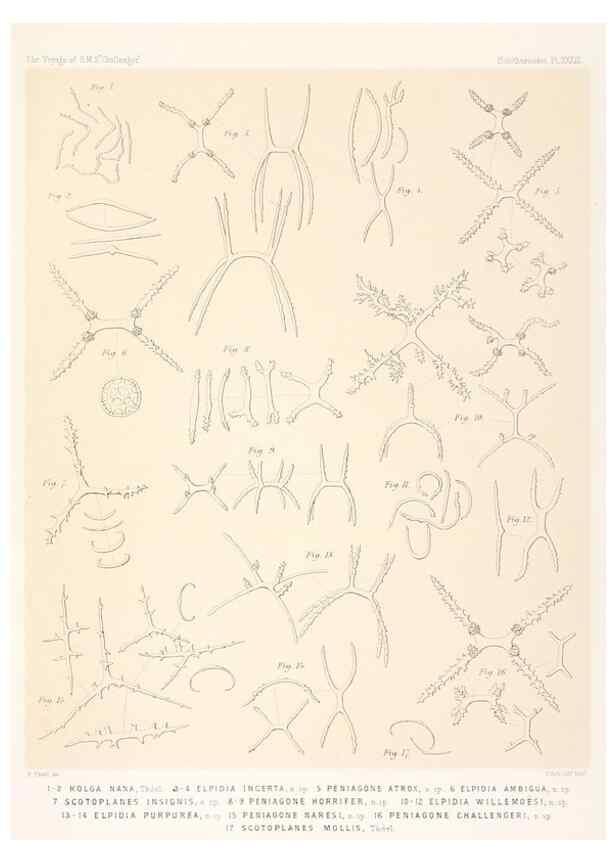 Reproducción/Reproduction 36954683461: Report on the scientific results of the voyage of H.M.S. Challenger during the years 1873-76 under the command of Captain George S. Nares .... Edinburgh :Neill,1880-1895.