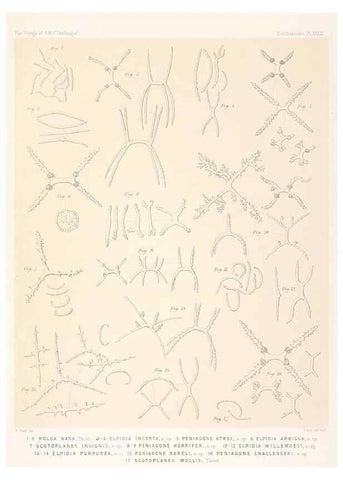 Reproducción/Reproduction 36954683461: Report on the scientific results of the voyage of H.M.S. Challenger during the years 1873-76 under the command of Captain George S. Nares .... Edinburgh :Neill,1880-1895.
