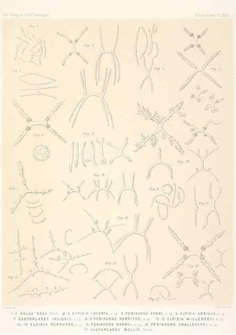 Reproducción/Reproduction 36954683461: Report on the scientific results of the voyage of H.M.S. Challenger during the years 1873-76 under the command of Captain George S. Nares .... Edinburgh :Neill,1880-1895.