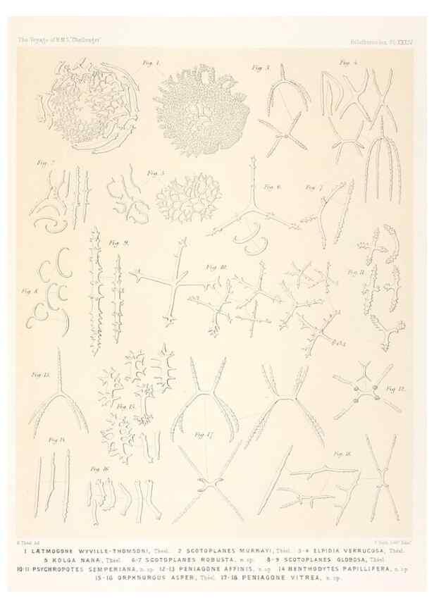 Reproducción/Reproduction 36954684191: Report on the scientific results of the voyage of H.M.S. Challenger during the years 1873-76 under the command of Captain George S. Nares .... Edinburgh :Neill,1880-1895.