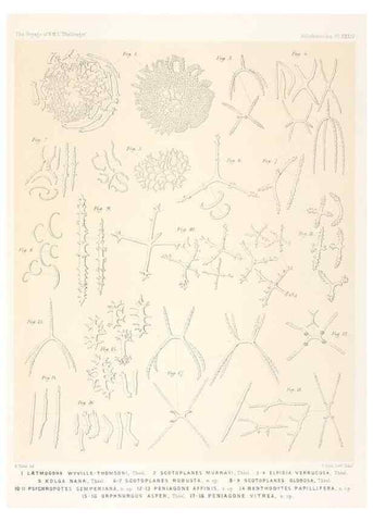 Reproducción/Reproduction 36954684191: Report on the scientific results of the voyage of H.M.S. Challenger during the years 1873-76 under the command of Captain George S. Nares .... Edinburgh :Neill,1880-1895.