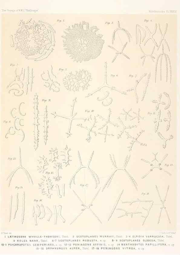 Reproducción/Reproduction 36954684191: Report on the scientific results of the voyage of H.M.S. Challenger during the years 1873-76 under the command of Captain George S. Nares .... Edinburgh :Neill,1880-1895.