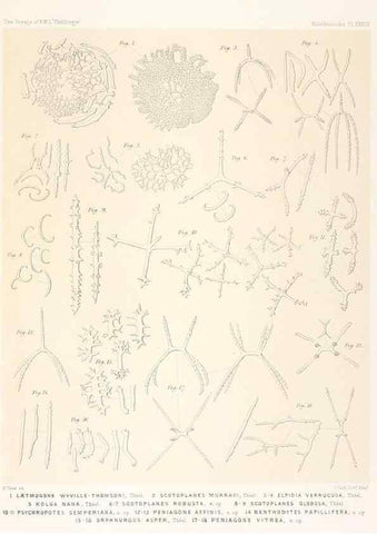 Reproducción/Reproduction 36954684191: Report on the scientific results of the voyage of H.M.S. Challenger during the years 1873-76 under the command of Captain George S. Nares .... Edinburgh :Neill,1880-1895.