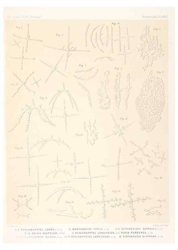 Reproducción/Reproduction 36954684921: Report on the scientific results of the voyage of H.M.S. Challenger during the years 1873-76 under the command of Captain George S. Nares .... Edinburgh :Neill,1880-1895.