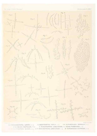 Reproducción/Reproduction 36954684921: Report on the scientific results of the voyage of H.M.S. Challenger during the years 1873-76 under the command of Captain George S. Nares .... Edinburgh :Neill,1880-1895.