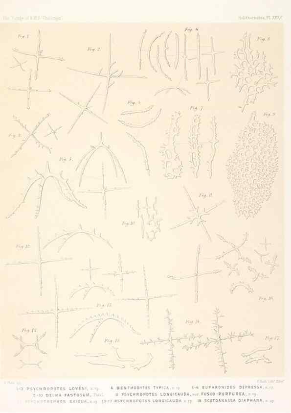 Reproducción/Reproduction 36954684921: Report on the scientific results of the voyage of H.M.S. Challenger during the years 1873-76 under the command of Captain George S. Nares .... Edinburgh :Neill,1880-1895.