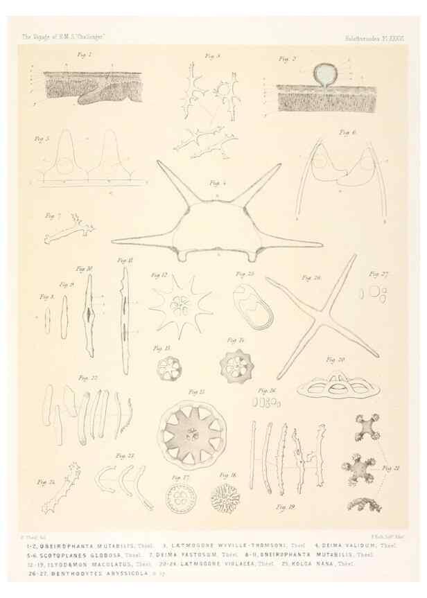 Reproducción/Reproduction 36925847702: Report on the scientific results of the voyage of H.M.S. Challenger during the years 1873-76 under the command of Captain George S. Nares .... Edinburgh :Neill,1880-1895.