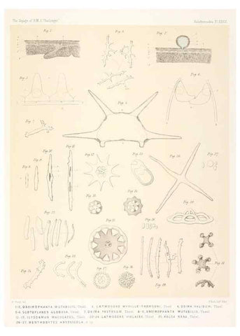 Reproducción/Reproduction 36925847702: Report on the scientific results of the voyage of H.M.S. Challenger during the years 1873-76 under the command of Captain George S. Nares .... Edinburgh :Neill,1880-1895.