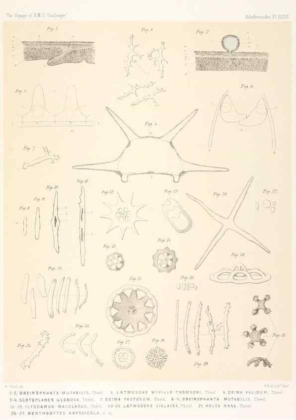 Reproducción/Reproduction 36925847702: Report on the scientific results of the voyage of H.M.S. Challenger during the years 1873-76 under the command of Captain George S. Nares .... Edinburgh :Neill,1880-1895.