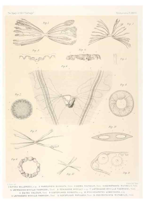 Reproducción/Reproduction 36925850232: Report on the scientific results of the voyage of H.M.S. Challenger during the years 1873-76 under the command of Captain George S. Nares .... Edinburgh :Neill,1880-1895.