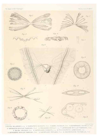 Reproducción/Reproduction 36925850232: Report on the scientific results of the voyage of H.M.S. Challenger during the years 1873-76 under the command of Captain George S. Nares .... Edinburgh :Neill,1880-1895.