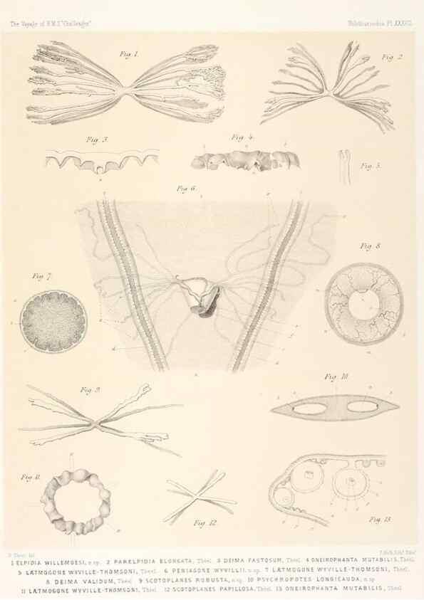 Reproducción/Reproduction 36925850232: Report on the scientific results of the voyage of H.M.S. Challenger during the years 1873-76 under the command of Captain George S. Nares .... Edinburgh :Neill,1880-1895.