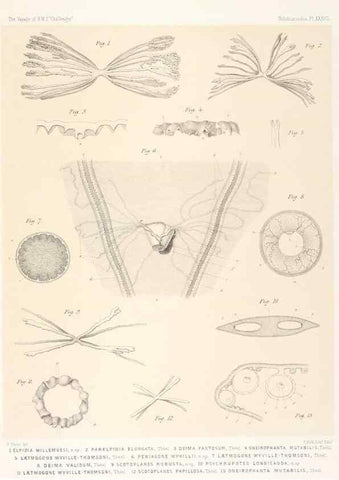 Reproducción/Reproduction 36925850232: Report on the scientific results of the voyage of H.M.S. Challenger during the years 1873-76 under the command of Captain George S. Nares .... Edinburgh :Neill,1880-1895.