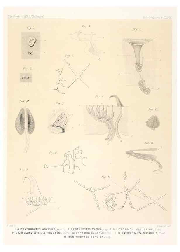 Reproducción/Reproduction 36907798196: Report on the scientific results of the voyage of H.M.S. Challenger during the years 1873-76 under the command of Captain George S. Nares .... Edinburgh :Neill,1880-1895.
