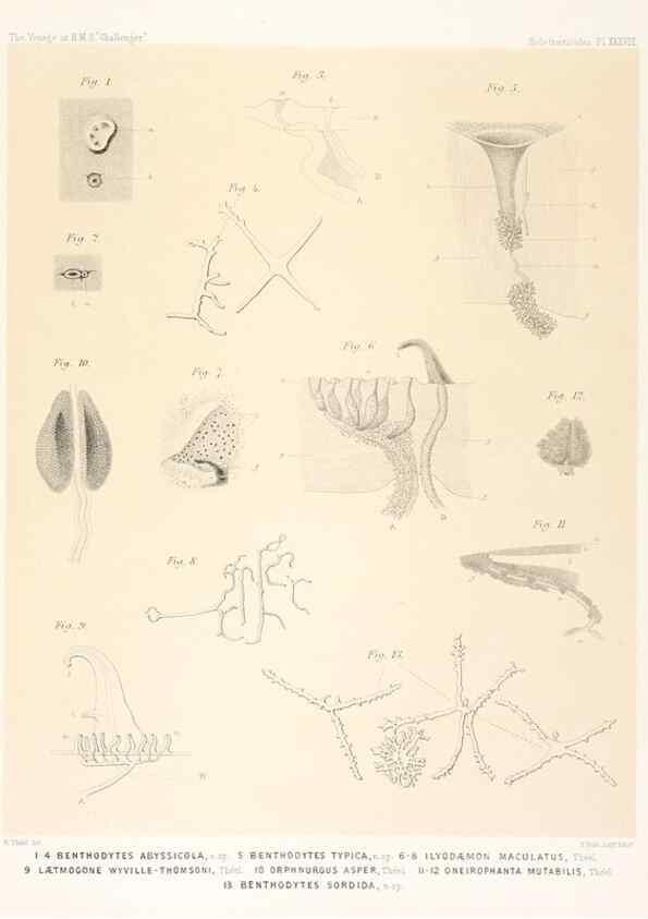 Reproducción/Reproduction 36907798196: Report on the scientific results of the voyage of H.M.S. Challenger during the years 1873-76 under the command of Captain George S. Nares .... Edinburgh :Neill,1880-1895.