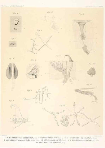 Reproducción/Reproduction 36907798196: Report on the scientific results of the voyage of H.M.S. Challenger during the years 1873-76 under the command of Captain George S. Nares .... Edinburgh :Neill,1880-1895.