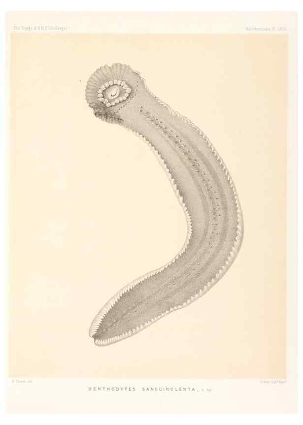 Reproducción/Reproduction 36954677451: Report on the scientific results of the voyage of H.M.S. Challenger during the years 1873-76 under the command of Captain George S. Nares .... Edinburgh :Neill,1880-1895.