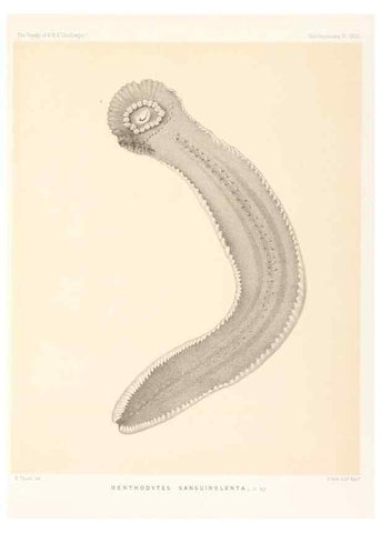 Reproducción/Reproduction 36954677451: Report on the scientific results of the voyage of H.M.S. Challenger during the years 1873-76 under the command of Captain George S. Nares .... Edinburgh :Neill,1880-1895.