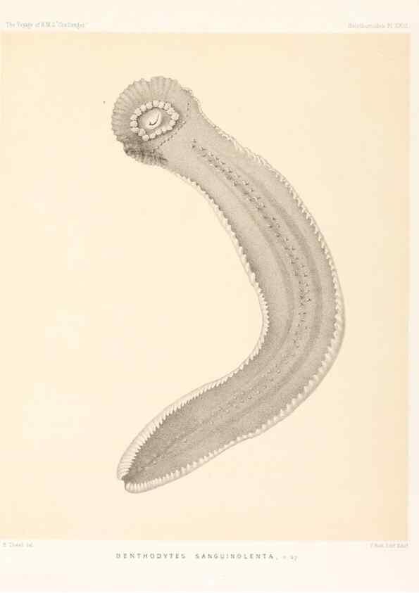 Reproducción/Reproduction 36954677451: Report on the scientific results of the voyage of H.M.S. Challenger during the years 1873-76 under the command of Captain George S. Nares .... Edinburgh :Neill,1880-1895.