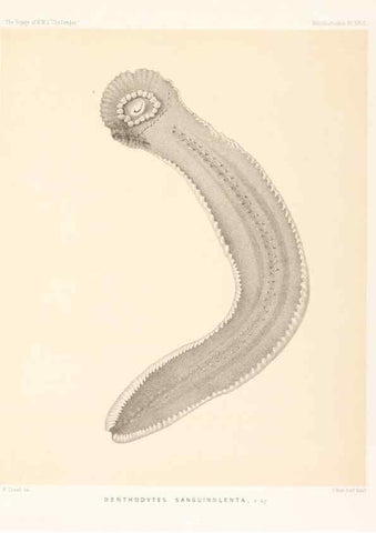 Reproducción/Reproduction 36954677451: Report on the scientific results of the voyage of H.M.S. Challenger during the years 1873-76 under the command of Captain George S. Nares .... Edinburgh :Neill,1880-1895.
