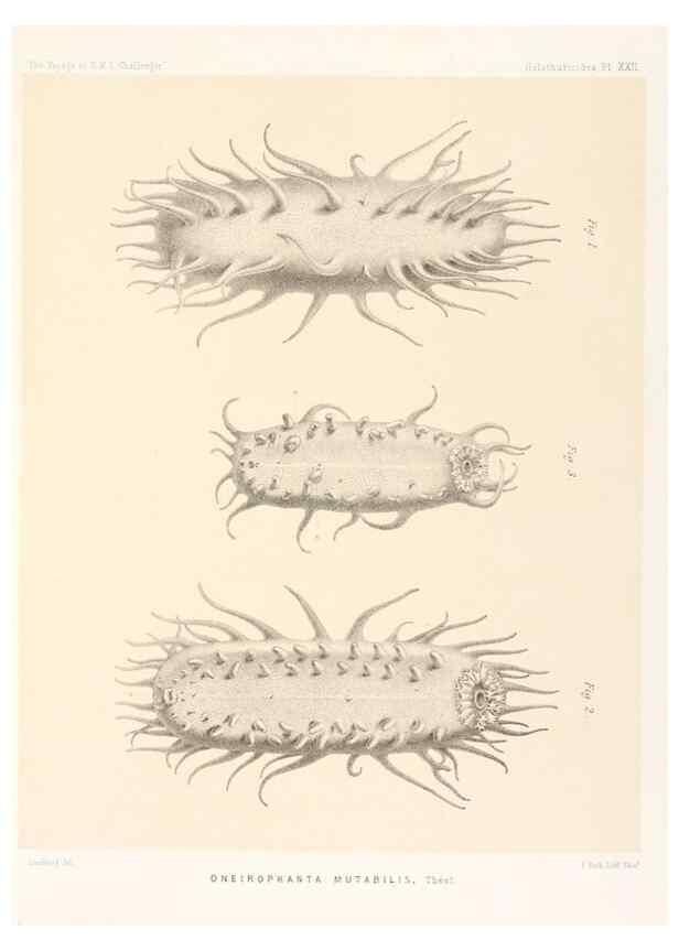 Reproducción/Reproduction 36954676721: Report on the scientific results of the voyage of H.M.S. Challenger during the years 1873-76 under the command of Captain George S. Nares .... Edinburgh :Neill,1880-1895.